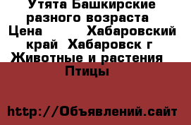 Утята Башкирские разного возраста › Цена ­ 200 - Хабаровский край, Хабаровск г. Животные и растения » Птицы   